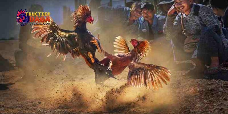 C3 đá gà trực tuyến mới nhất: Hướng dẫn xem và theo dõi 1 C3 đá gà trực tuyến mới nhất
