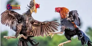 C3 đá gà trực tuyến mới nhất