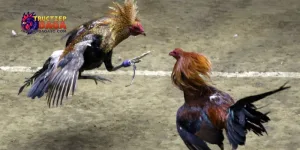 Bình luận đá gà C3 hôm nay