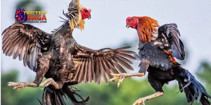 Bình luận đá gà C3 hôm nay: Phân tích chuyên sâu từ chuyên gia 3 Bình luận đá gà C3 hôm nay