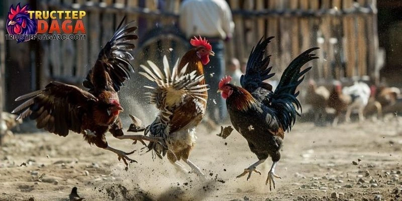 Đá Gà C3 Có Bình Luận Viên - Phân Tích Chuyên Sâu Mọi Trận Đấu 3 Đá Gà C3 Có Bình Luận Viên
