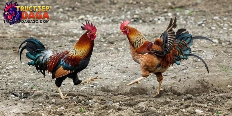 Đá Gà C3 Có Bình Luận Viên - Phân Tích Chuyên Sâu Mọi Trận Đấu 1 Đá Gà C3 Có Bình Luận Viên