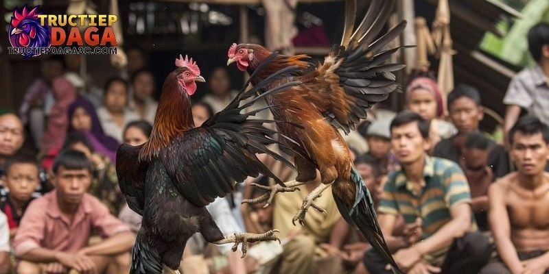 Đá Gà C3 Cược Trực Tiếp - Hướng Dẫn Đặt Cược An Toàn & Hiệu Quả 1 Đá gà C3 cược trực tiếp