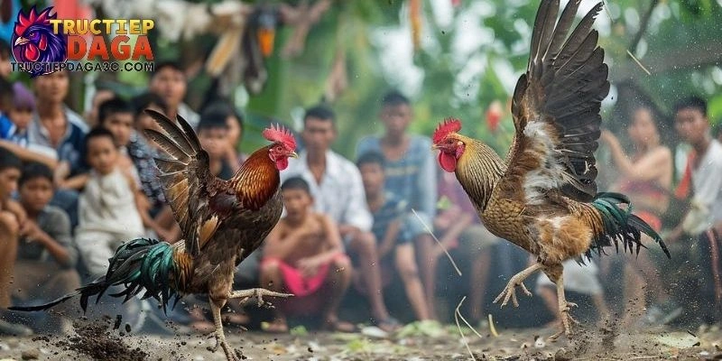 Đá Gà C3 Cược Trực Tiếp - Hướng Dẫn Đặt Cược An Toàn & Hiệu Quả 2 Đá gà C3 cược trực tiếp