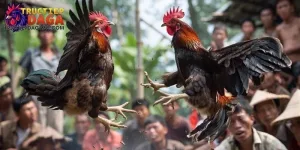 Đá gà C3 cược trực tiếp