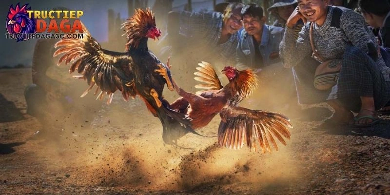 Đá Gà C3 Trực Tiếp Không Quảng Cáo - Trải Nghiệm Tốt Nhất 1 Đá Gà C3 Trực Tiếp Không Quảng Cáo