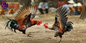 Đá Gà C3 Trực Tiếp Không Quảng Cáo