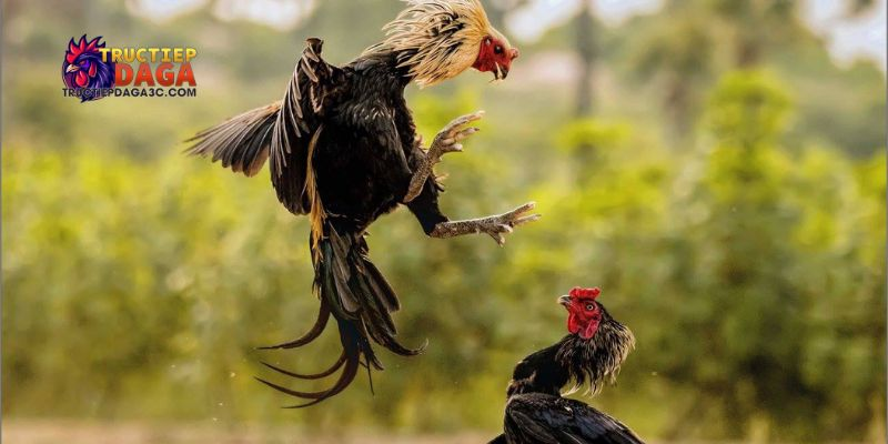 Đá gà C3 uy tín: Địa chỉ xem đá gà trực tiếp đáng tin cậy 2 đá gà C3 uy tín