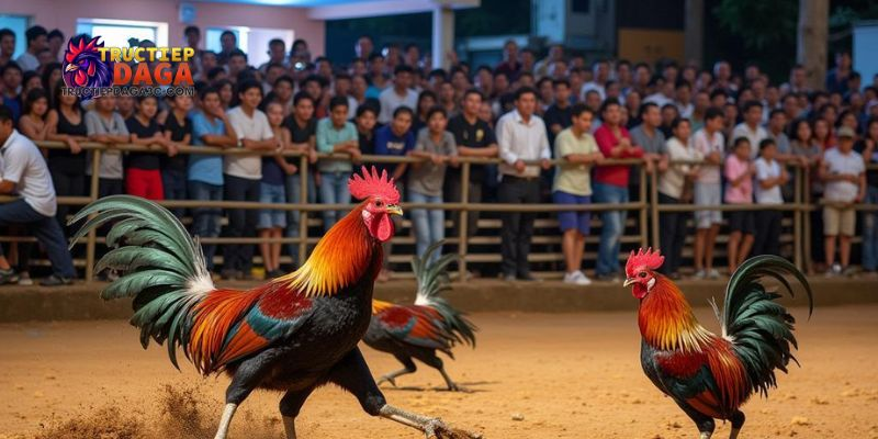 Đá gà C3 uy tín: Địa chỉ xem đá gà trực tiếp đáng tin cậy 3 đá gà C3 uy tín