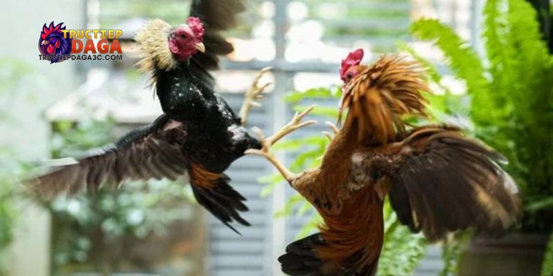 Đá gà Thomo C3 mới nhất: Xem đá gà Thomo C3 mới nhất, trực tiếp 1 đá gà Thomo C3 mới nhất