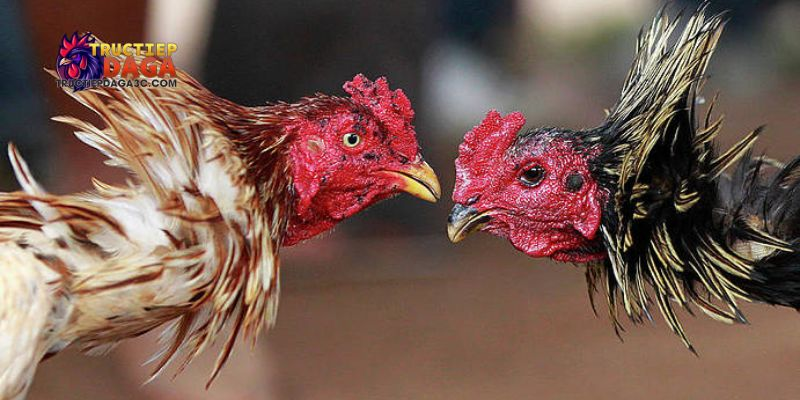 Đá gà Thomo C3 mới nhất: Xem đá gà Thomo C3 mới nhất, trực tiếp 2 đá gà Thomo C3 mới nhất