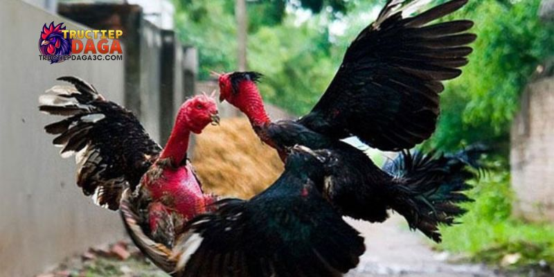 Đá gà Thomo C3 mới nhất: Xem đá gà Thomo C3 mới nhất, trực tiếp 3 đá gà Thomo C3 mới nhất