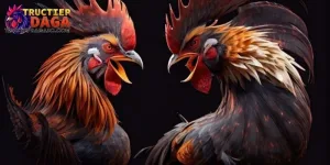 Đấu Trường C3 Đá Gà Trực Tiếp