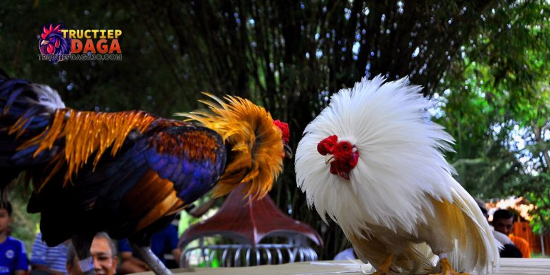 Lịch đá gà C3 hôm nay: Cập nhật giờ thi đấu chính xác nhất 2 lịch đá gà C3 hôm nay