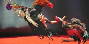 lịch đá gà C3 hôm nay