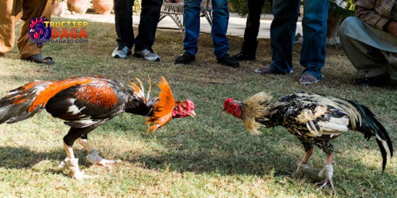 Link đá gà C3 Campuchia: Truy cập nhanh, ổn định 1 Link đá gà C3 Campuchia