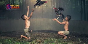 link trực tiếp đá gà C3 hôm nay