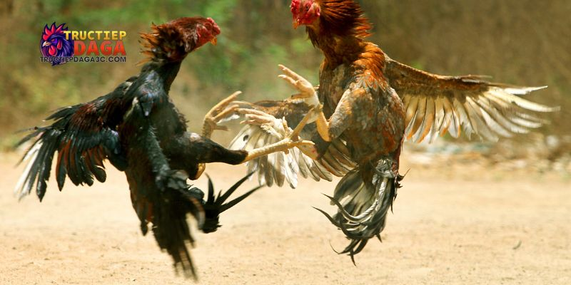Xem đá gà C3 chất lượng cao: Hướng dẫn cài đặt và theo dõi 2 xem đá gà C3 chất lượng cao