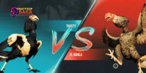 xem đá gà C3 chất lượng cao