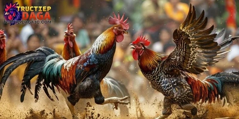 Xem Đá Gà C3 Hôm Nay - Cẩm Nang Cược Trực Tiếp Dành Cho Bạn 2 xem đá gà C3 hôm nay