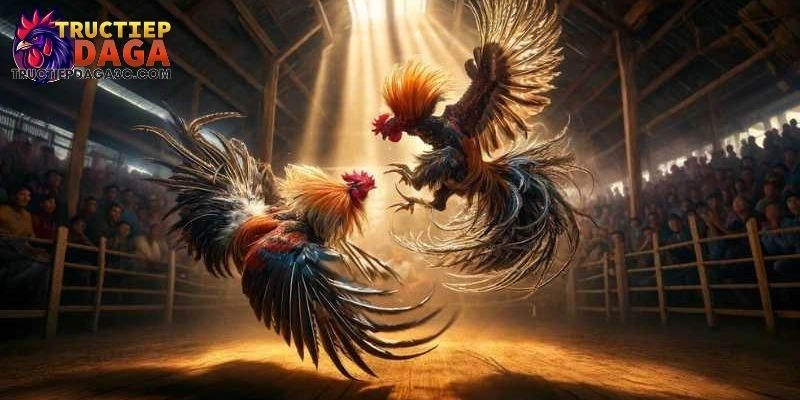 Xem Đá Gà C3 Hôm Nay - Cẩm Nang Cược Trực Tiếp Dành Cho Bạn 1 xem đá gà C3 hôm nay