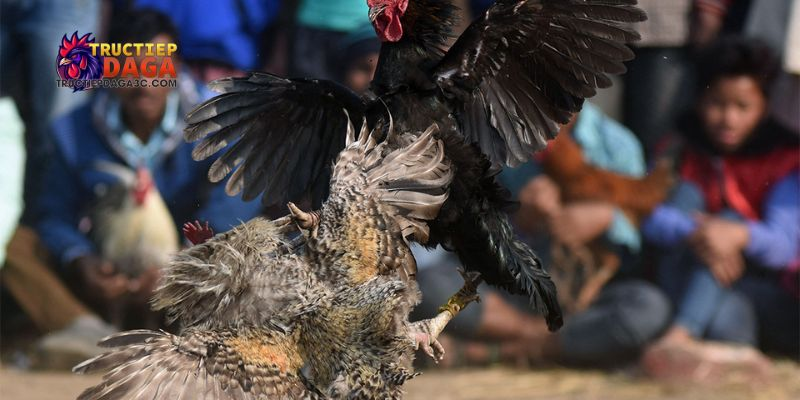 Xem đá gà C3 không giật lag: Bí quyết trải nghiệm mượt mà 1 Xem đá gà C3 không giật lag