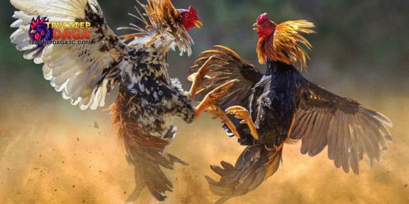 Xem đá gà C3 không giật lag: Bí quyết trải nghiệm mượt mà 2 Xem đá gà C3 không giật lag